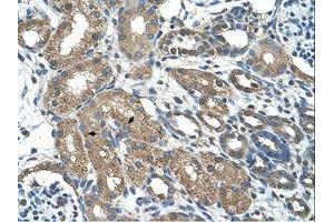 Image no. 1 for anti-MAP3K7 C-Terminal Like (MAP3K7CL) (AA 151-200) antibody (ABIN203427) (MAP3K7CL antibody  (AA 151-200))