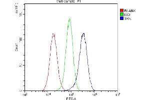 Flow Cytometry analysis of U251 cells using anti-PLAT antibody (ABIN6719378). (PLAT antibody)