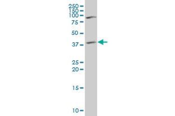 ST3GAL4 antibody  (AA 31-130)