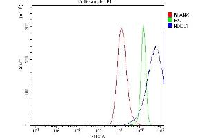 anti-NudE Nuclear Distribution E Homolog (A. Nidulans)-Like 1 (NDEL1) (AA 80-320) antibody