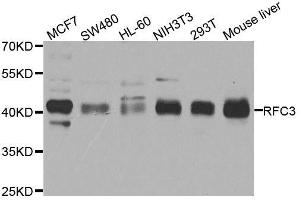 Western blot analysis of extracts of various cell lines, using RFC3 antibody.