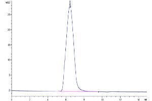 The purity of Mouse CD59a is greater than 95 % as determined by SEC-HPLC. (CD59a Protein (CD59A) (AA 24-96) (Fc Tag))
