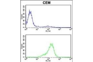 PRDX6 Antibody (C-term) (ABIN389471 and ABIN2839535) flow cytometric analysis of CEM cells (bottom histogram) compared to a negative control cell (top histogram). (Peroxiredoxin 6 antibody  (C-Term))