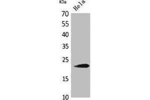 IFNW1 antibody  (C-Term)