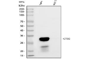 Western blot analysis of Cathepsin G/CTSG using anti-Cathepsin G/CTSG antibody (ABIN4886550). (Cathepsin G antibody  (AA 25-252))