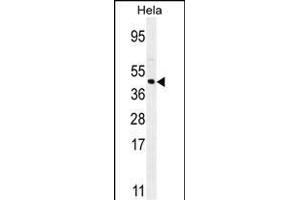 FOXL2 Antibody (N-term) (ABIN654125 and ABIN2844000) western blot analysis in Hela cell line lysates (35 μg/lane). (FOXL2 antibody  (N-Term))