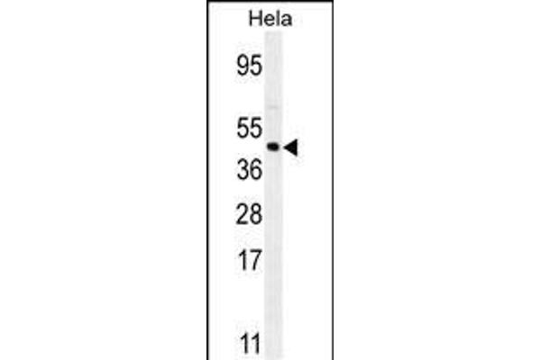 FOXL2 antibody  (N-Term)
