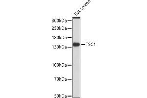 Western blot analysis of extracts of Rat spleen, using TSC1 antibody (ABIN6133755, ABIN6149609, ABIN6149610 and ABIN6213968) at 1:1000 dilution. (TSC1 antibody  (AA 550-650))
