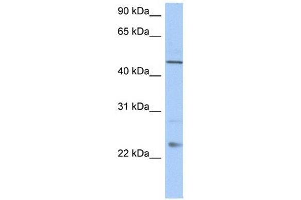 TMCO1 antibody  (C-Term)