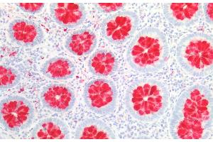 Detection of FcgBP in Human Colon Tissue using Polyclonal Antibody to Fc Fragment Of IgG Binding Protein (FcgBP) (FCGBP antibody  (AA 5176-5344))