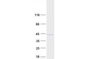 Validation with Western Blot (FAM50A Protein (Myc-DYKDDDDK Tag))