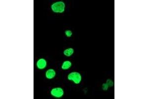 Anti-HOXC11 mouse monoclonal antibody (ABIN2454340) immunofluorescent staining of COS7 cells transiently transfected by pCMV6-ENTRY HOXC11 (RC201475). (HOXC11 antibody  (AA 1-304))