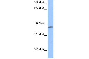 WB Suggested Anti-UBA5 Antibody Titration:  0. (UBA5 antibody  (Middle Region))