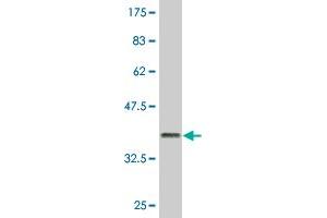 GIMAP2 antibody  (AA 1-100)