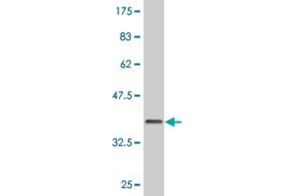 GIMAP2 antibody  (AA 1-100)