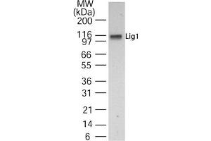 Western Blotting (WB) image for anti-Ligase I, DNA, ATP-Dependent (LIG1) (AA 51-68) antibody (ABIN232932) (LIG1 antibody  (AA 51-68))