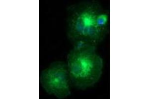 Anti-LMAN1 mouse monoclonal antibody (ABIN2453990) immunofluorescent staining of COS7 cells transiently transfected by pCMV6-ENTRY LMAN1 (RC207088). (LMAN1 antibody)