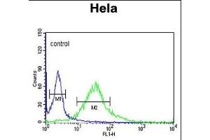 FMOD Antibody (C-term) (ABIN653190 and ABIN2842740) flow cytometric analysis of Hela cells (right histogram) compared to a negative control cell (left histogram). (Fibromodulin antibody  (C-Term))