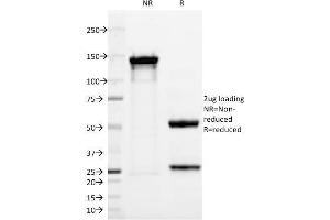 SDS-PAGE Analysis Purified PGP9. (UCHL1 antibody)