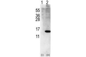 Western Blotting (WB) image for anti-ISG15 Ubiquitin-Like Modifier (ISG15) (AA 72-99) antibody (ABIN3031504)