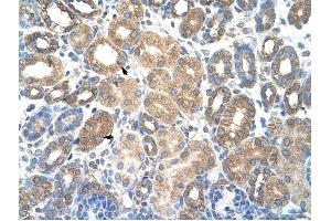 HSPBAP1 antibody was used for immunohistochemistry at a concentration of 4-8 ug/ml to stain Epithelial cells of renal tubule (arrows) in Human Kidney. (HSPBAP1 antibody  (C-Term))