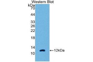 Western Blotting (WB) image for anti-Chemokine (C-C Motif) Ligand 7 (CCL7) (AA 24-97) antibody (ABIN1869125)