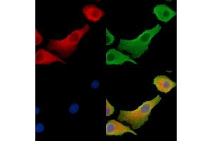 ABIN7095402 and ABIN7099459 staining Hela cells by IF/ICC. (Calsyntenin 2 antibody)