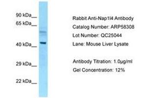 Image no. 1 for anti-Nucleosome Assembly Protein 1-Like 4 (NAP1L4) (AA 89-138) antibody (ABIN6749945)