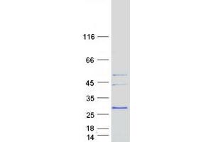 Validation with Western Blot (MARCH2 Protein (Transcript Variant 1) (Myc-DYKDDDDK Tag))