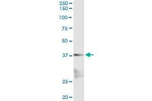Immunoprecipitation of NKX2-5 transfected lysate using anti-NKX2-5 monoclonal antibody and Protein A Magnetic Bead , and immunoblotted with NKX2-5 MaxPab rabbit polyclonal antibody. (NK2 Homeobox 5 antibody  (AA 1-130))