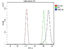 anti-Ribosomal Modification Protein RimK-Like Family Member B (RIMKLB) (AA 25-386) antibody
