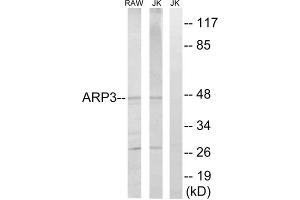Western blot analysis of extracts from RAW264. (ACTR3 antibody  (C-Term))