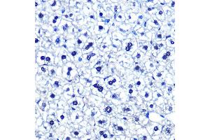 Immunohistochemistry of paraffin-embedded mouse liver using POU2F1/POU2F1/OCT1 Rabbit mAb (ABIN7269495) at dilution of 1:100 (40x lens). (POU2F1 antibody)