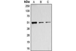 BAGE5 antibody  (N-Term)