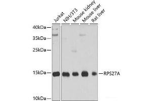 Western blot analysis of extracts of various cell lines using RPS27A Polyclonal Antibody at dilution of 1:1000. (RPS27A antibody)