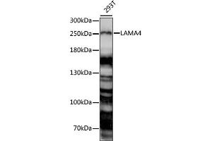 Western blot analysis of extracts of 293T cells, using L antibody (ABIN7268183) at 1:1000 dilution. (LAMa4 antibody  (AA 1-100))