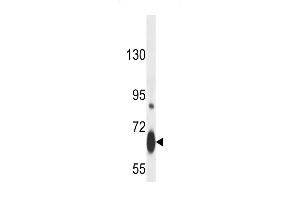 Myb Antibody (Sumo) (ABIN389068 and ABIN2839272) western blot analysis in mouse heart tissue lysates (35 μg/lane). (MYB antibody  (Sumoylation Site))