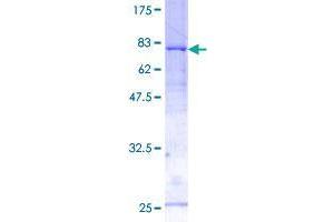 RBM22 Protein (AA 1-420) (GST tag)