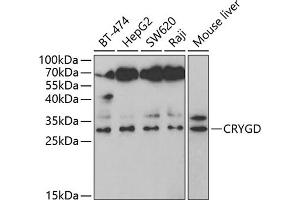 Western blot analysis of extracts of various cell lines, using CRYGD antibody (ABIN6128995, ABIN6139081, ABIN6139082 and ABIN6221410) at 1:1000 dilution. (CRYGD antibody  (AA 18-117))