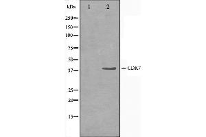 Western blot analysis on HeLa cell lysate using CDK7 Antibody,The lane on the left is treated with the antigen-specific peptide. (CDK7 antibody  (Internal Region))