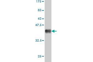 Western Blot detection against Immunogen (36. (CSF1R antibody  (AA 21-120))