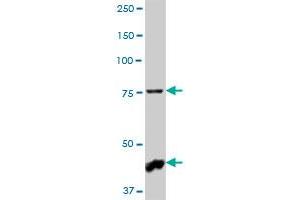 NHLRC2 MaxPab polyclonal antibody. (NHLRC2 antibody  (AA 1-367))
