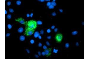 Anti-PGAM2 mouse monoclonal antibody (ABIN2454962) immunofluorescent staining of COS7 cells transiently transfected by pCMV6-ENTRY PGAM2 (RC200701). (PGAM2 antibody)