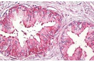 Anti-TNFSF12 / TWEAK antibody IHC staining of human prostate. (TWEAK antibody  (AA 41-90))