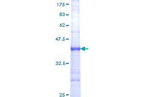 CD101 Protein (CD101) (AA 653-759) (GST tag)