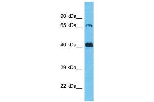 Western Blotting (WB) image for anti-Secretion Regulating Guanine Nucleotide Exchange Factor (SERGEF) (C-Term) antibody (ABIN2791907)