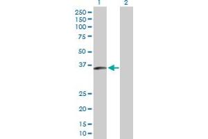 Western Blot analysis of SLC25A40 expression in transfected 293T cell line by SLC25A40 MaxPab polyclonal antibody. (SLC25A40 antibody  (AA 1-338))
