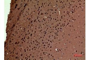 Immunohistochemistry (IHC) analysis of paraffin-embedded Mouse Brain, antibody was diluted at 1:100. (POLR3G antibody  (Internal Region))