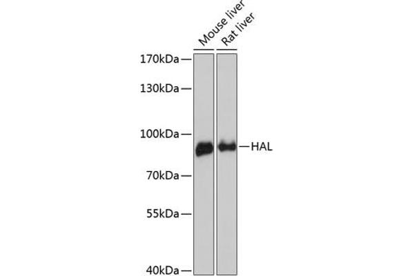 HAL antibody  (AA 1-200)