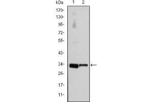 Western Blotting (WB) image for anti-Cyclin D3 (CCND3) antibody (ABIN1845423) (Cyclin D3 antibody)